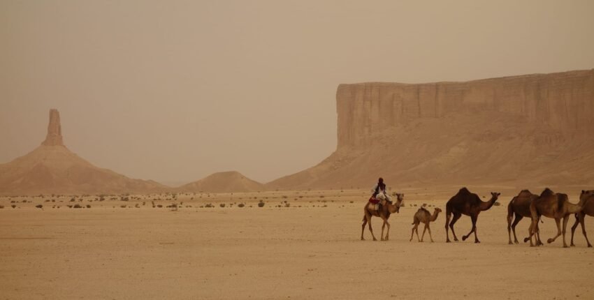 Caravane de chameaux dans le désert rocailleux.