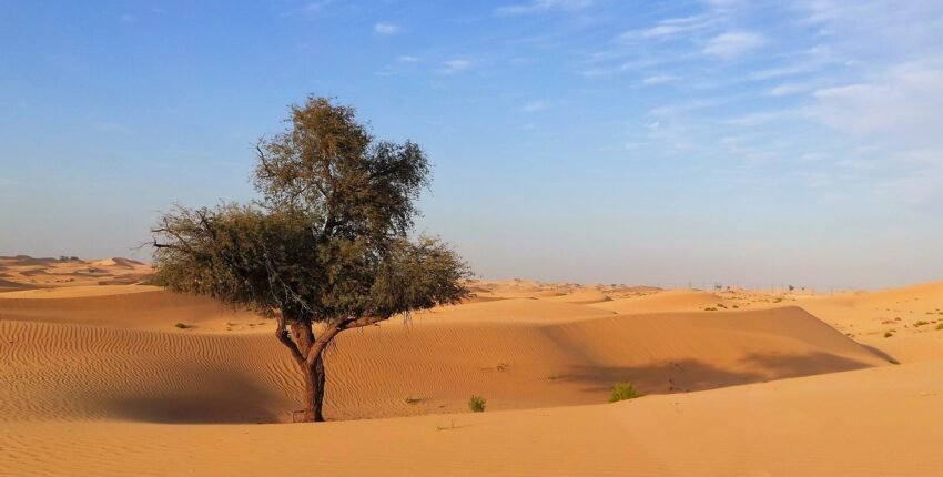 Sauvegarde désactivée

**Texte original :**
Un arbre solitaire se dresse dans un vaste désert avec des dunes de sable ondulantes sous un ciel bleu clair.

**Reformulation demandée (8 à 10 mots, incluant le titre de la page et conditions précises) :**

