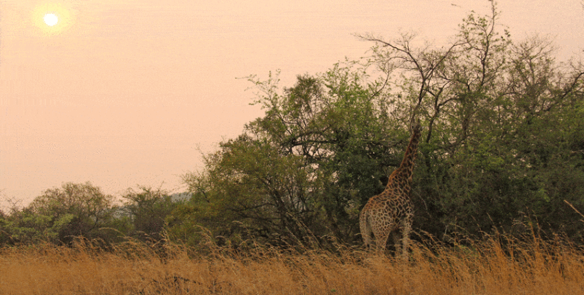 Johannesburg : location de jet privé 