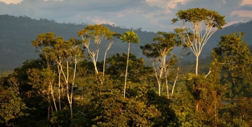 Panorama de la forêt tropicale - Grands arbres, montagnes, nuages en arrière-plan.