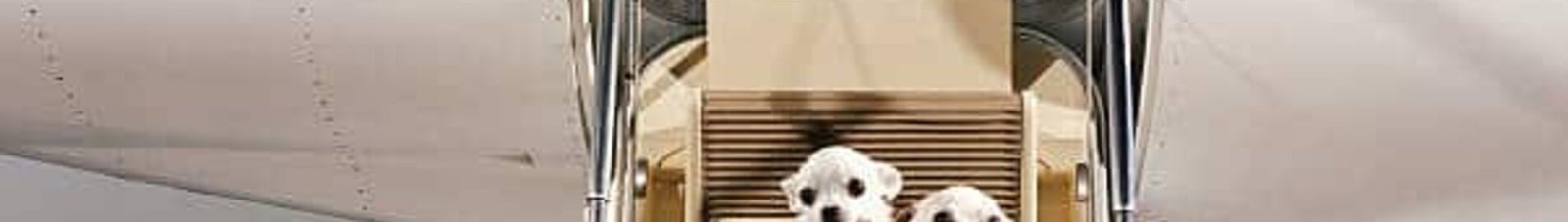 chien sur les marches d'un jet privé