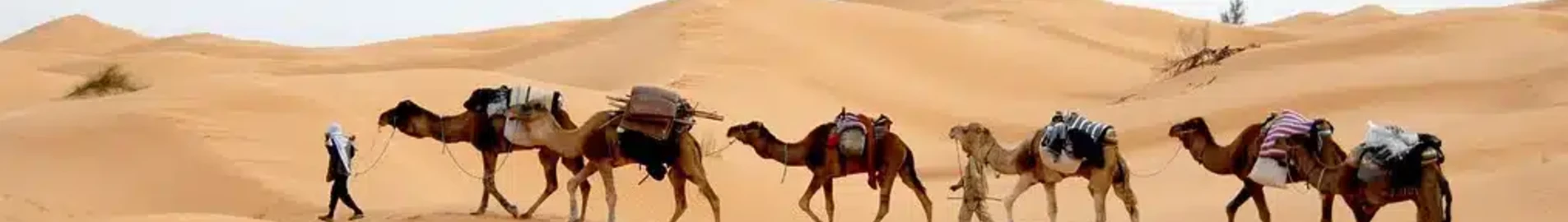 tunisie désert chameaux