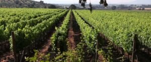 location de jet privé : vignes et hôtel Albereta