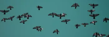 Saransk : location de jet privé