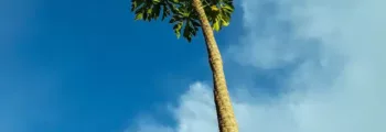 kinshasa-location-de-jet-privé