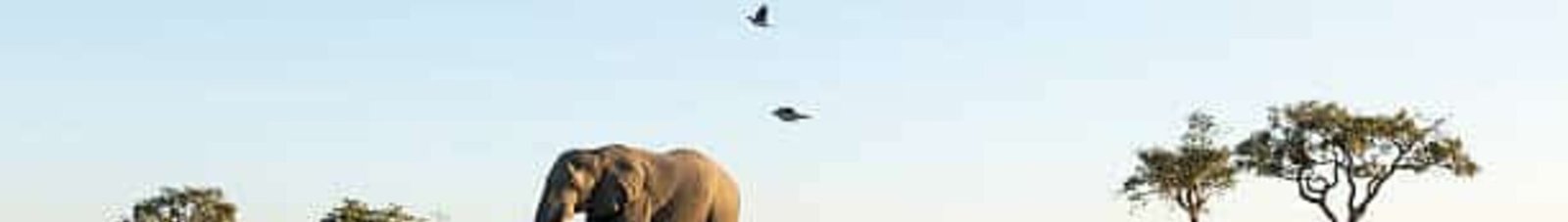 elephant Afrique