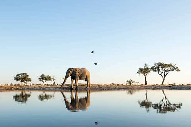 elephant Afrique