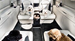 location de jet privé : Chiens profitant de leur vol luxe.