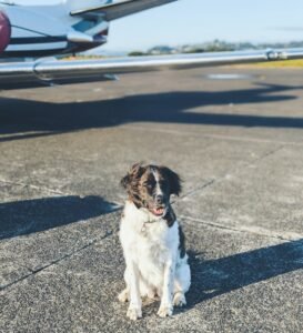 chien assis sur le tarmac