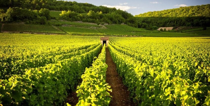 vignobles de bourgogne